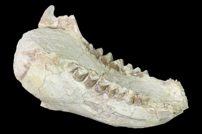 Fossil Oreodont (Merycoidodon) Mandible - Wyoming #143850